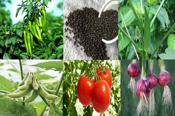 फसलों में लगने वाले हानिकारक किट और रोगों की रोकथाम के लिए आवश्यक सुझाव